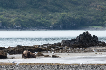 Seltener Anblick - Küstenlandschaft  in Alaska mit Grizzlymutter und zwei säugenden Jungtieren