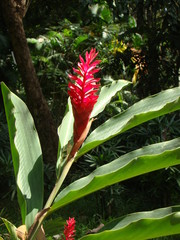 A red flower in the forest
