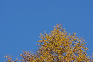 Fototapeta na wymiar 黄葉と青い空