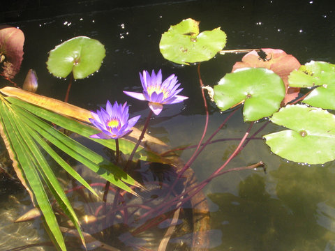 Purple Lillies In A Pond