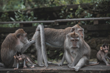 Family of long-tailed monkeys in Ubud Monkey Forest