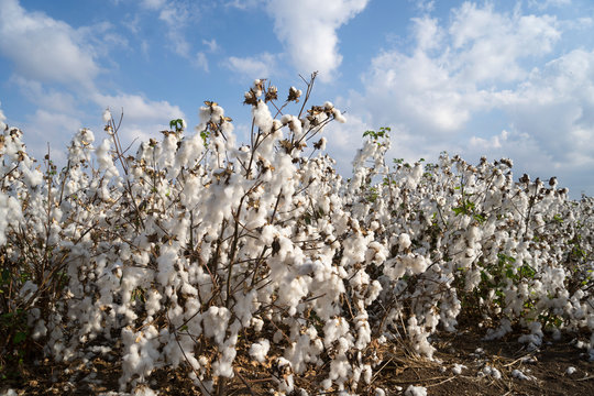 White cotton field in picking season