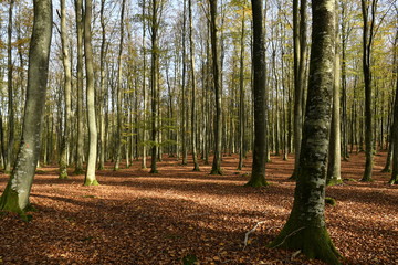 Beautiful autumn from a Pomeranian forest