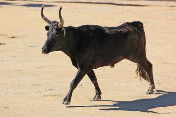 Taureau noir de Camargue dans les arènes lors de la feria pour la course camarguaise.