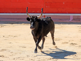 Taureau noir de Camargue dans les arènes lors de la feria pour la course camarguaise.