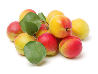oyster mushroom on white background