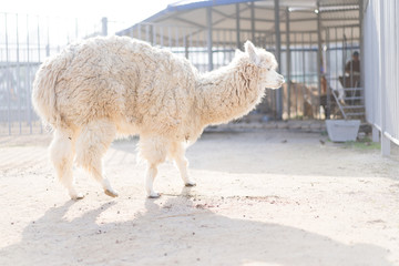Lama moves around the territory of his aviary
