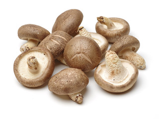Shiitake mushroom on the White background