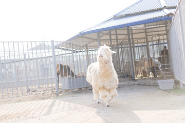 Lama moves around the territory of his aviary