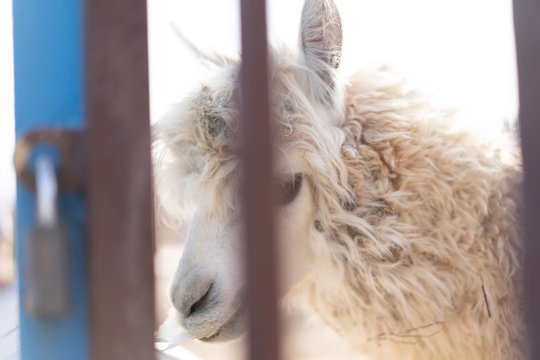 Llama is behind bars in a zoo castle