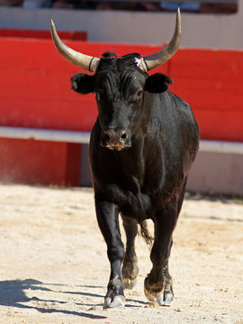 Taureau noir de Camargue dans les ar&egrave;nes lors de la feria pour la course camarguaise.
