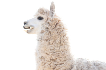 Llama stands in front, eating cabbage