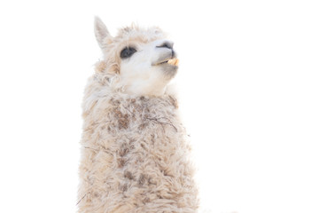 Fototapeta premium Lama shows us his teeth