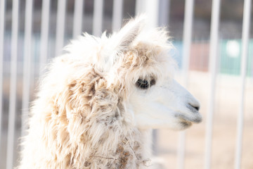 Llama is at the zoo and looks to the side.