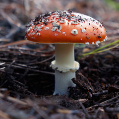 Amanita large mushroom with a red hat and a white leg grows in a coniferous forest