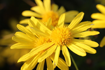 マーガレットコスモスの花