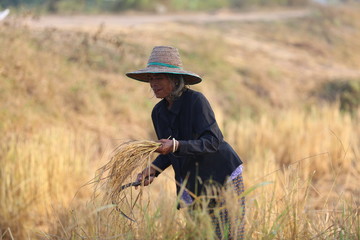 Naklejka na ściany i meble Asian farmer are harvest in the rice field with elephant farmer rice in field sunrise sky background