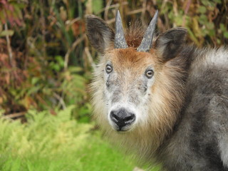 Fototapeta premium ニホンカモシカ