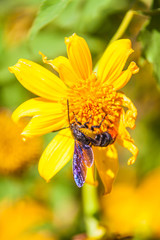 Biene auf einer gelben Blüte