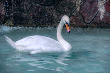 duck photo in natural environment