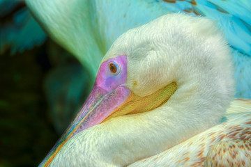 pelican photo in natural environment