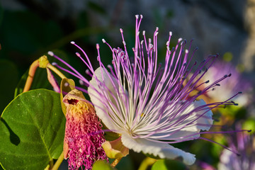 Capparis Spinosa, Caper bush, Flinders rose                          