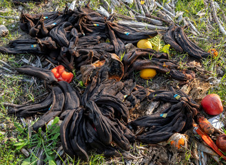 tas de bananes et fruits pourris