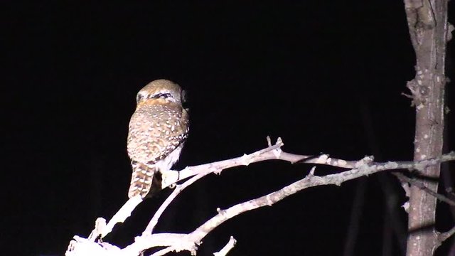 A Pearl Spotted Owl caught on camera at night under a bright spotlight before he flies away into the darkness.