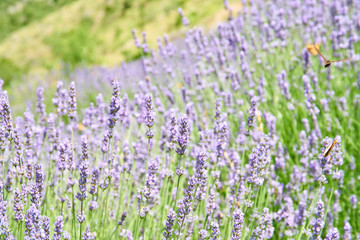 Lavender fields on Hvar, Croatia; purple colour, butterflies, rural                              