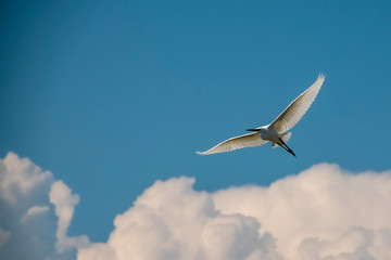bird photo in natural environment