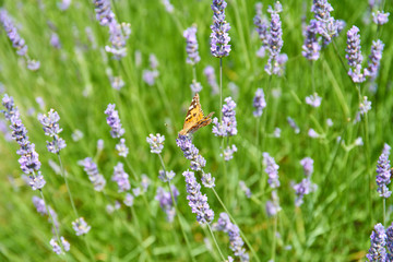 Lavender fields on Hvar, Croatia; purple colour, butterflies, rural                              