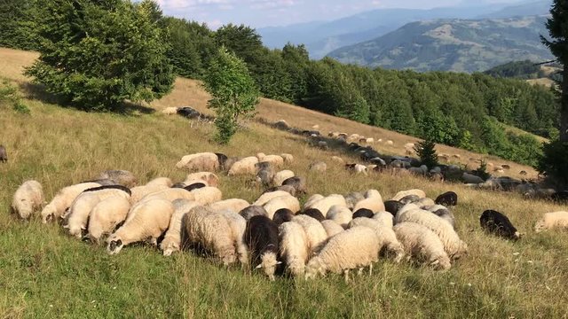 Sheep on pastures in the Carpathians mountains