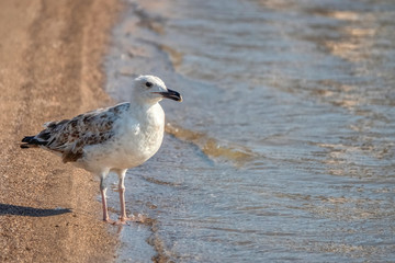 Fototapeta premium seagull photo in natural environment