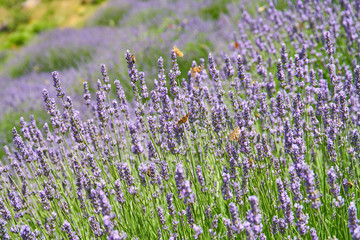 Fototapeta premium Lavender fields on Hvar, Croatia; purple colour, butterflies, rural 