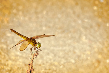 dragonfly beetle close-up photo