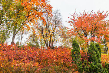 Naklejka premium The bright colors in autumn park. Autumn landscape.