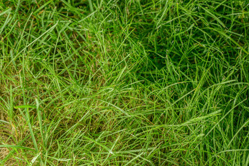 Green grass background after rain. Selective focus with shallow depth of field.
