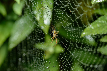 Small spider sits on his cobweb. Selective focus with shallow depth of field.