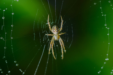 Small spider sits on his cobweb. Selective focus with shallow depth of field.