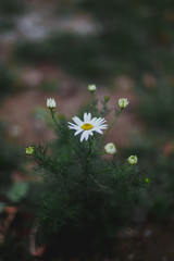 close-up of chamomile flowers on a background of lush green grass 