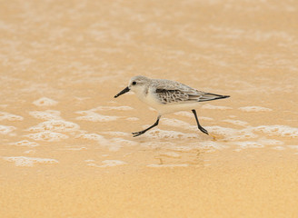 sanderling on the beach running in water