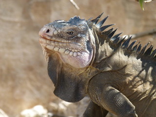 Iguane 9