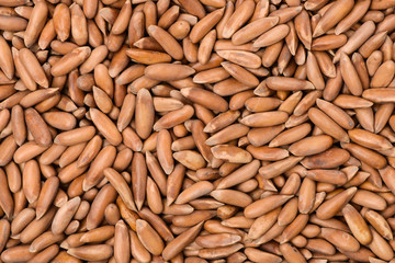 Pine nuts on white background