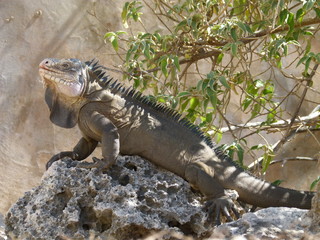Iguane 7