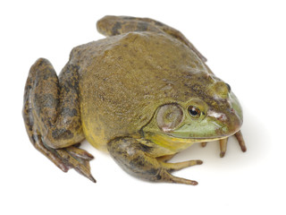 Bullfrog, Rana catesbeiana, against white background, studio shot