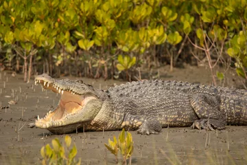 Velours gordijnen Saltwater Crocodile, Crocodilus porosus, Sundarbans, West Bengal, India © RealityImages