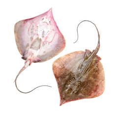 Fresh ray fish isolated on white background © zcy