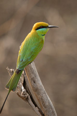 Green bee eater, Merops orientalis, Tipeshwar Wildlife Sanctuary, Maharashtra, India