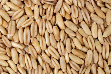 Raw oat grouts closeup texture