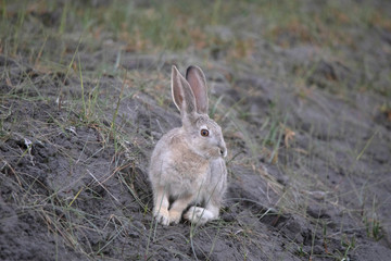 Fototapeta premium Cape Hare, Lepus capensis, Leh, Jammu and Kashmir, India